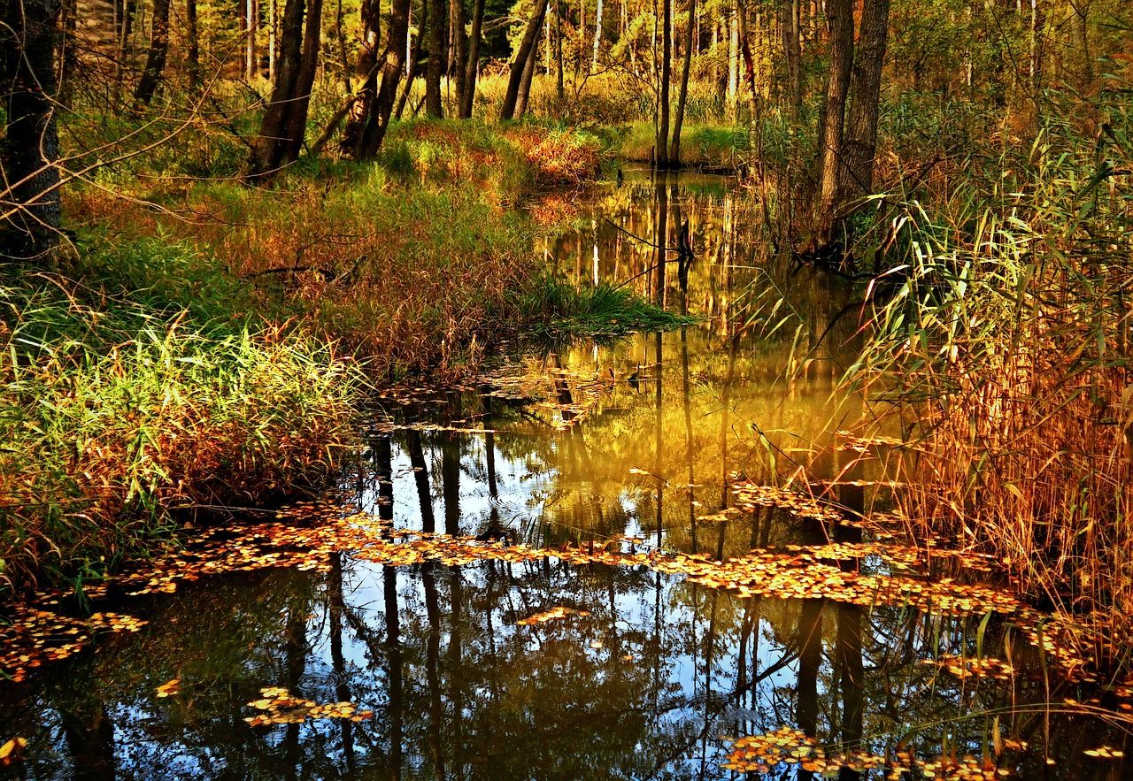 Wald mit einem Bach im Herbst