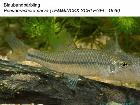 Bildvergrößerung: 31 Blaubandbärbling - Pseudorasbora parva (Temminck & Schlegel, 1846)