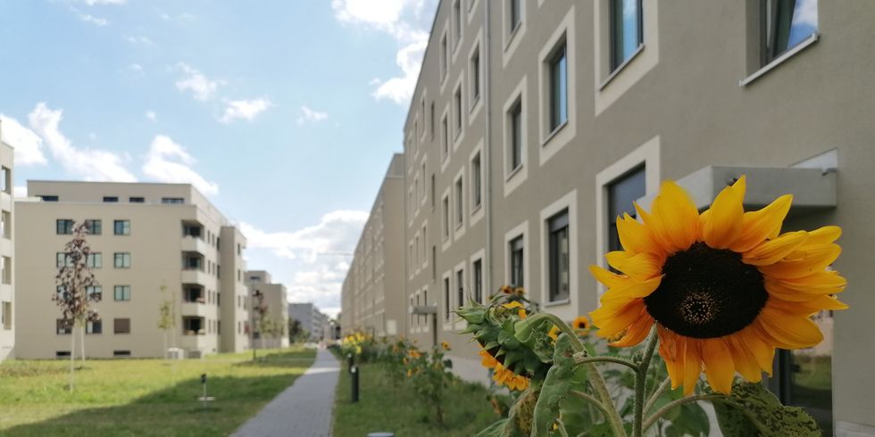 Das neue Quartier Stadtgut Hellersdorf mit Sonnenblumen vor den Haustüren