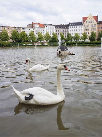 zwei schwimmende Schwäne im Engelbecken