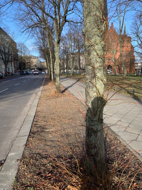 Bildvergrößerung: Zwischen einer Straße und einem Gehweg führt ein Erdfläche mit Bäumen entlang.