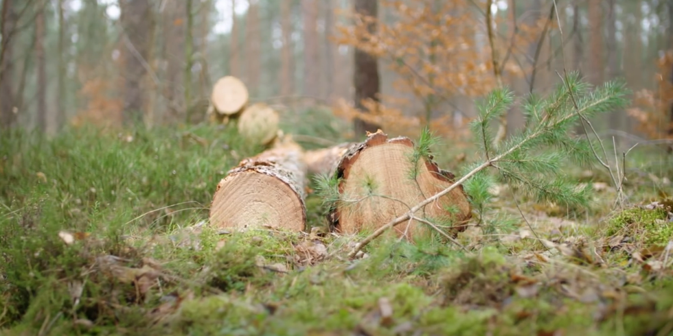 Holzbeschaffung