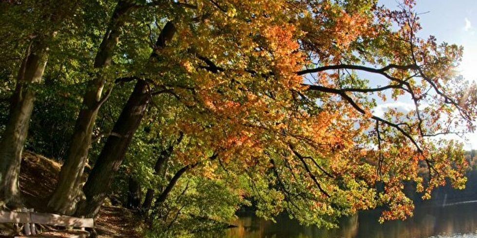 Herbststimmung am See, buntbelaubte Bäume am See 