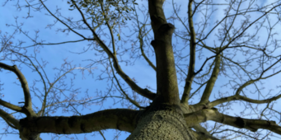 Von unten ist eine blattlose Baumkrone vor blauem Himmel zu sehen.