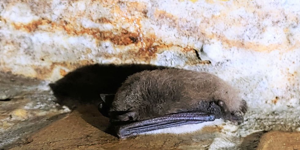 Wasserfledermaus bei Winterquartierszählung Februar 2021 im Wasserwerk Friedrichshagen 