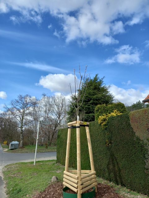 Bildvergrößerung: vandalismus-baum-kleinschewskystr