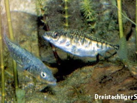 Bildvergrößerung: 06 Dreistachliger Stichling - Gasterosteus aculeatus (Linnaeus, 1758)