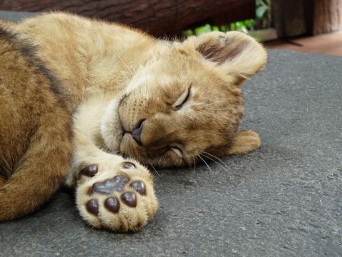Ein schlafendes Löwenbaby