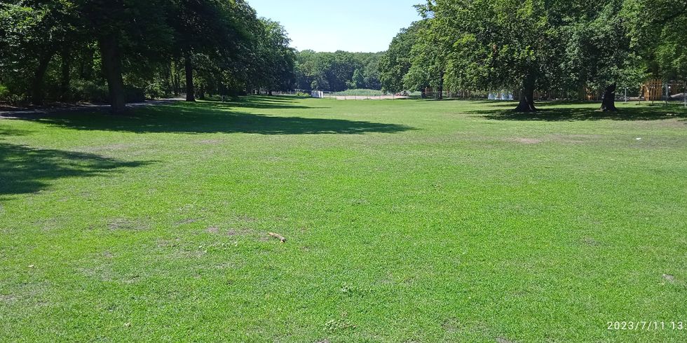 Wiese im Volkspark Jungfernheide 