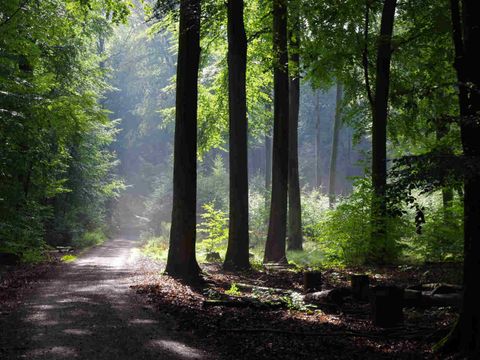 Waldweg im Laubwald