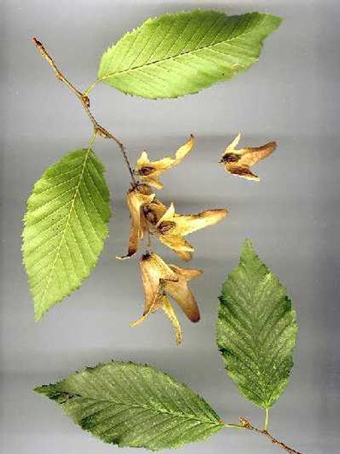 Hainbuche - Blätter und Blüten einer Hainbuche