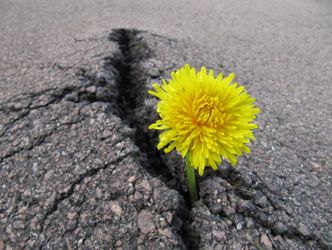 Löwenzahn durchbricht eine Straßendecke