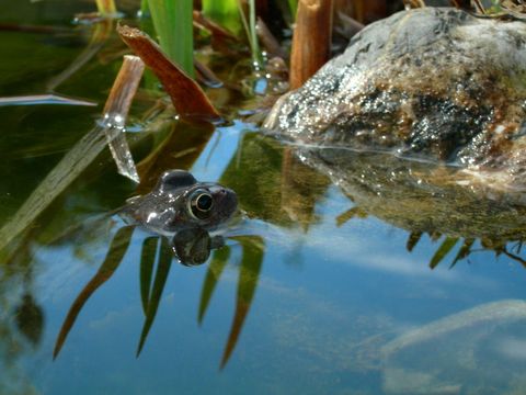 Frosch im Teich