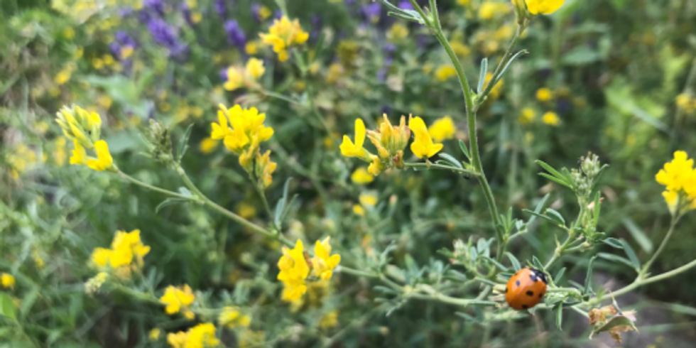 Ein Insekt sitzt auf einer Blattblüte und sammelt Pollen. Dahinter sind grüne Pflanzensprosse und Blätter zu sehen.