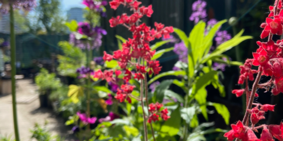 Bunte Blüten verschiedener Pflanzen stehen im Vordergrund. Dahinter sind unscharf weitere Pflanzen zu sehen.