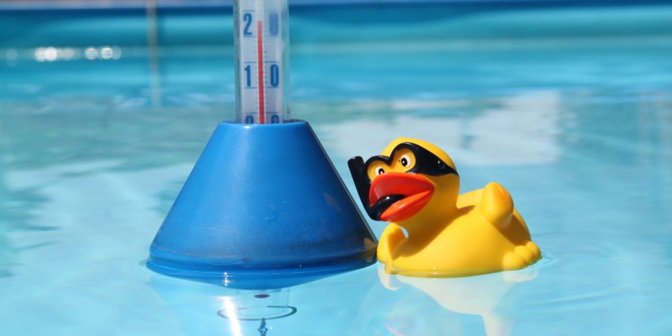 Eine Schwimmente schaut auf ein Thermometer im Wasser