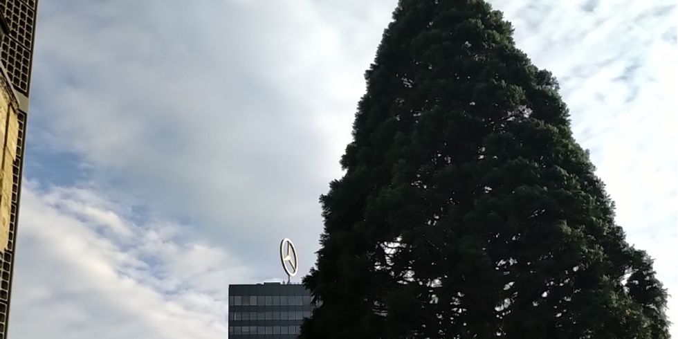 Der Weihnachtsbaum stammt in diesem Jahr aus Neuenhagen.