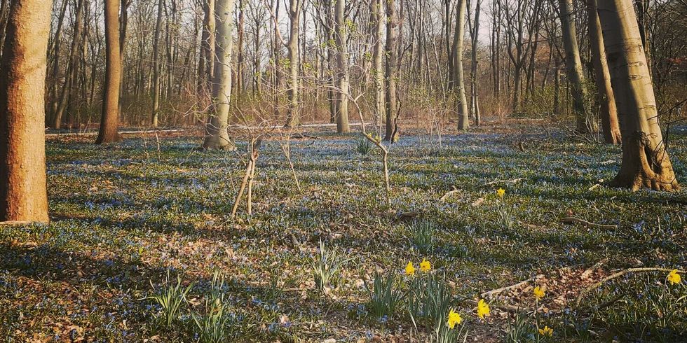 Wiese und Bäume im Park mit Narzissen