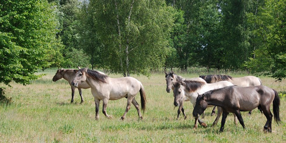 Rieselfeldlandschaft Hobrechtsfelde – Konik-Pferde
