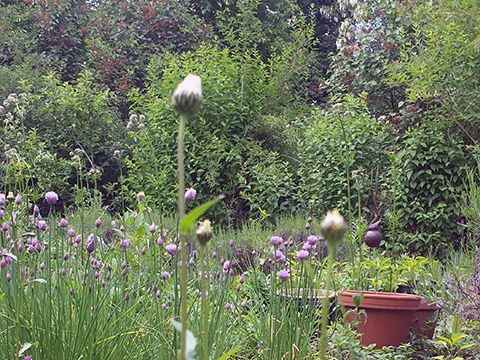 Blick in den Garten, mit vielen grünen Pflanzen