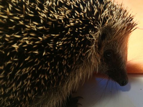 Tier des Monats: der Igel