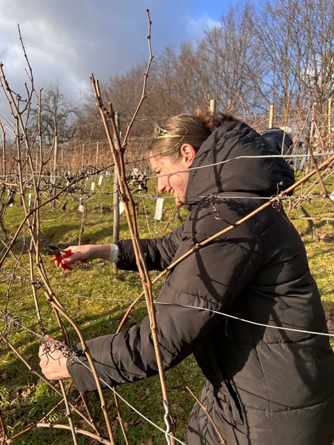 Eine Frau mit Krone schneidet Weinreben