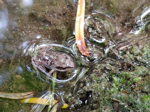 Ein junger Grasfrisch im Viktoriapark