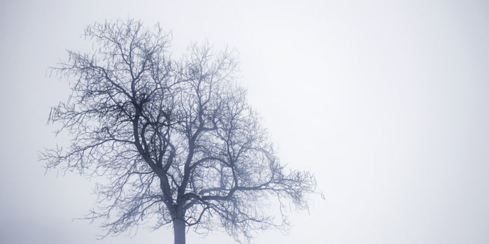 Winterlicher Baum im Nebel