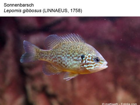 Bildvergrößerung: 37 Sonnenbarsch - Lepomis gibbosus (Linnaeus, 1758)