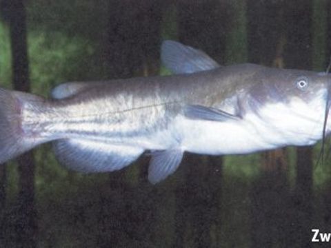 Enlarge photo: 33 Brown bullhead - Ictalurus nebulosus (Le Sueur, 1819)