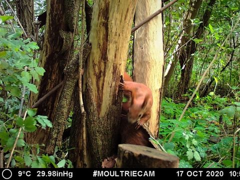 Eichhörnchen im Robinienwäldchen