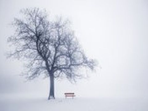 Bildvergrößerung: Winterlicher Baum im Nebel