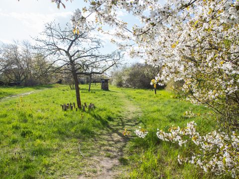 Blühende Obstwiese am Gerosteig 