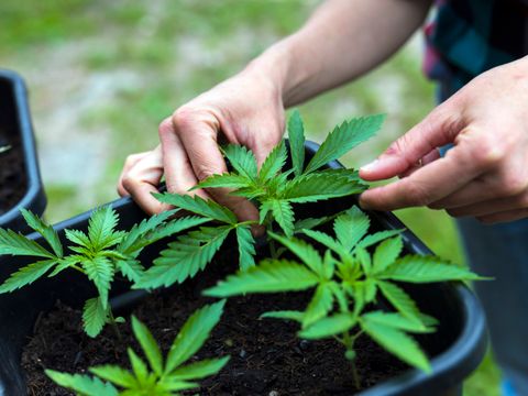 Einpflanzen von jungen Cannabis-Pflanzen