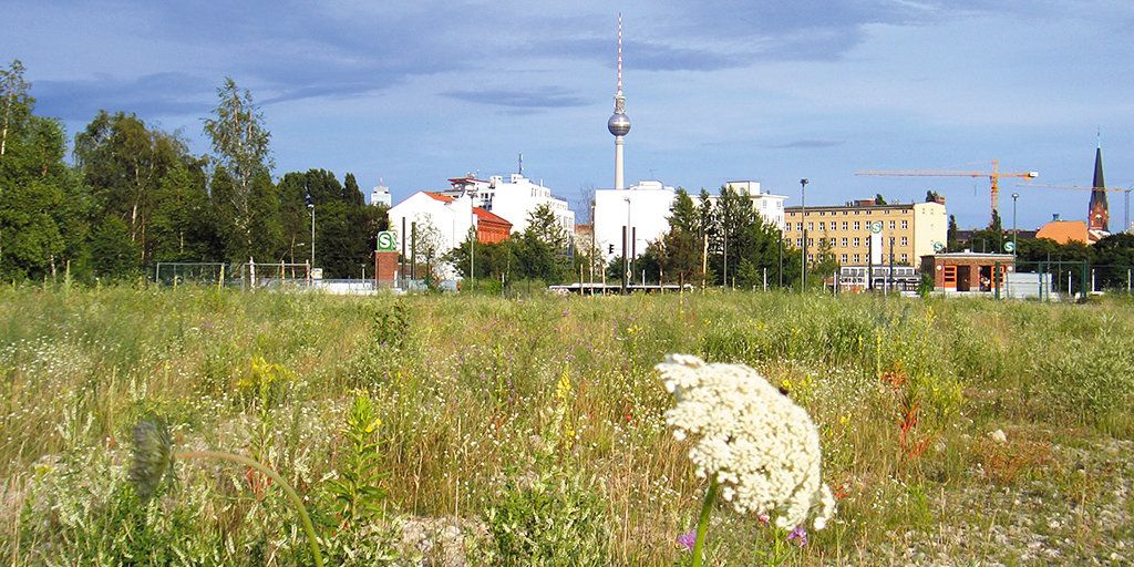Saatgut gebietseigener Herkunft stärkt die Artenvielfalt in Grünflächen wie hier im Park am Nordbahnhof.