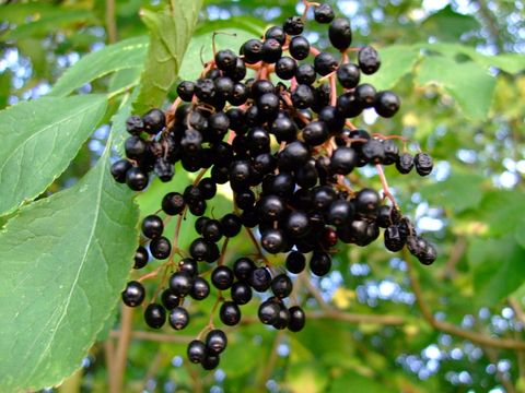 Holunderbeeren am Strauch