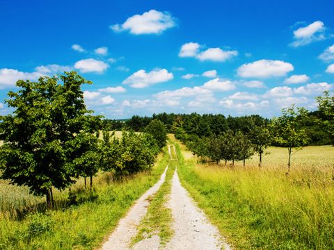 Ein Feldweg mit Bäumen an seinen Seiten