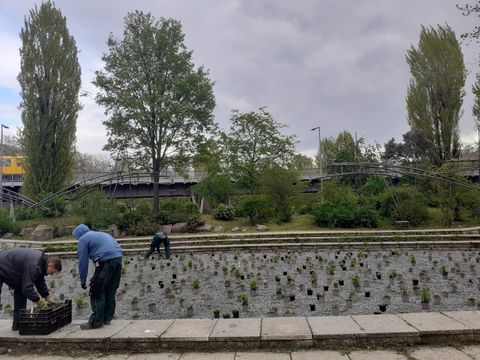 Staudenmischpflanzungen in Grünanlagen in Kreuzberg