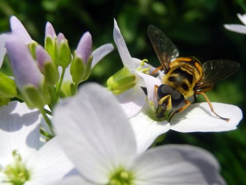 Biene auf blühendem Wiesenschaumkraut