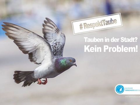 Foto einer fliegenden Taube mit der Aufschrift Tauben in der Stadt? Kein Problem