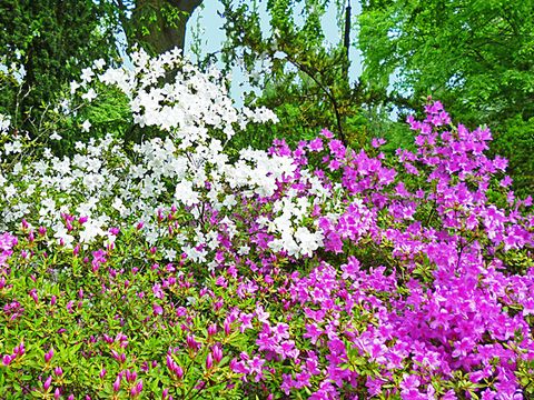 Botanischer Volkspark Pankow