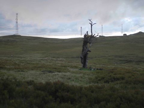 Bildvergrößerung: Rob Crosse, Wood fort he Trees, 2023