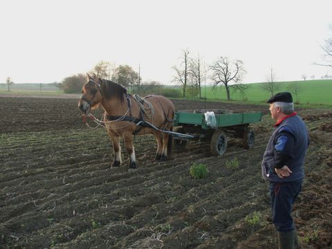 Der Bauer mit seinem Zugpferd vor einem Wagen auf dem Kartoffelacker