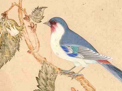 Malerei Nachtigall auf einem Rosenbusch (Gul o Bulbul) Detail, Iran 1652