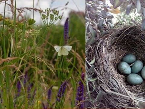 Wiese & Vogelnest