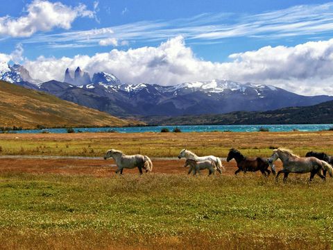 Chile Landschaft mit Pferden