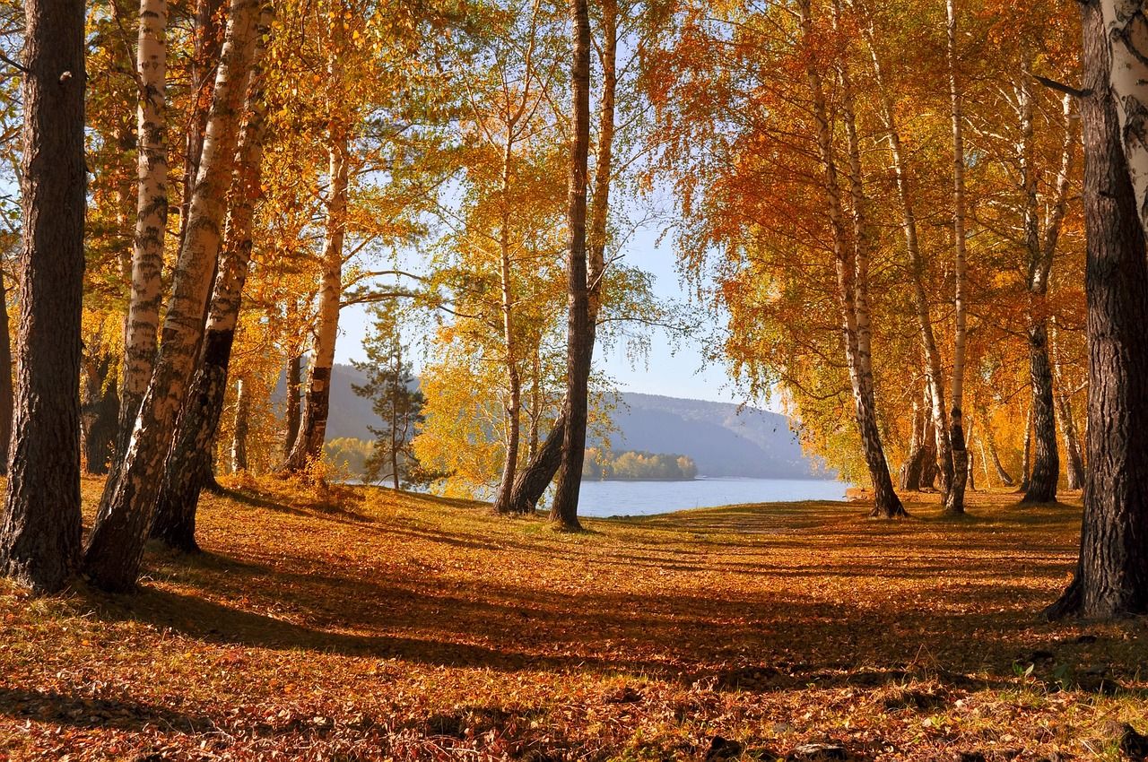 Wald im Herbst mit See im Hintergrund