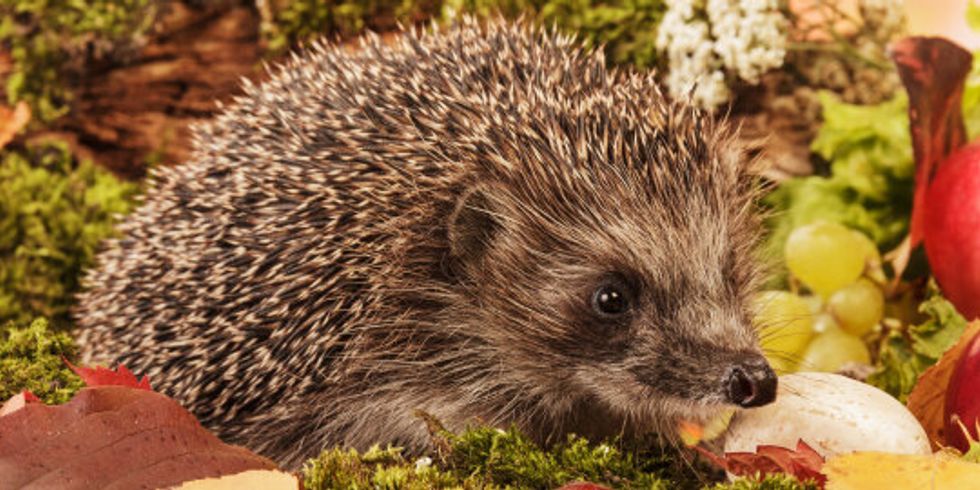 Igel auf Blätter