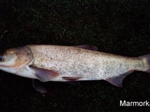 Enlarge photo: 34 Marble Carp - Hypophthalmichthys nobilis (Richardson, 1845)