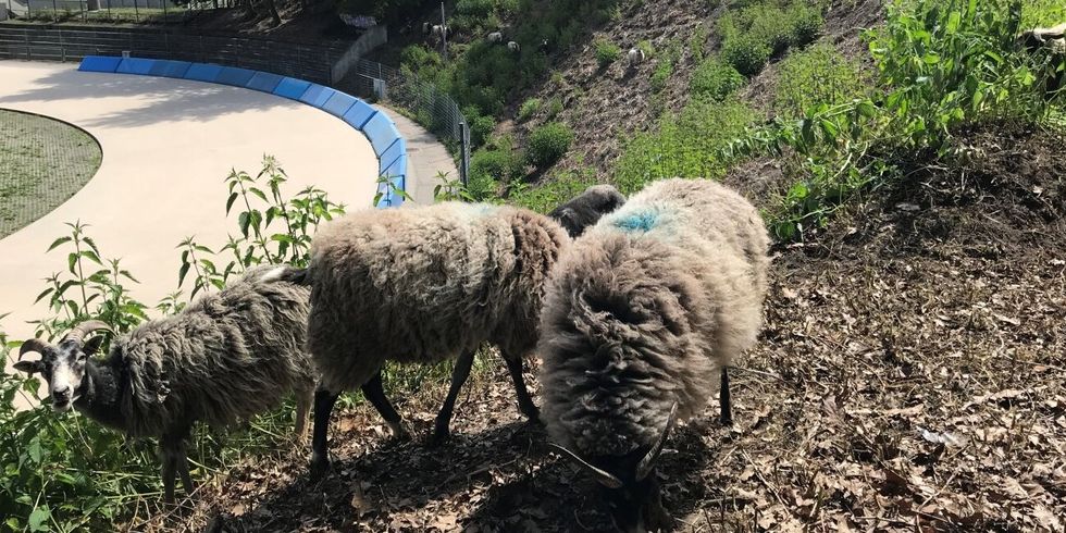 Schafe auf der südlichen Böschung des Horst-Dohm-Eisstadion